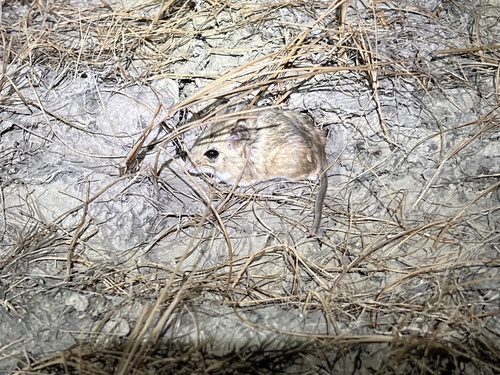 Sand-coloured Metad (Millardia gleadowi) — Least Concern Mammalia