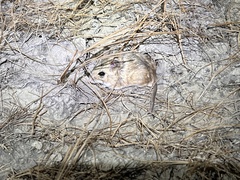 Sand-Colored Metad photo 1