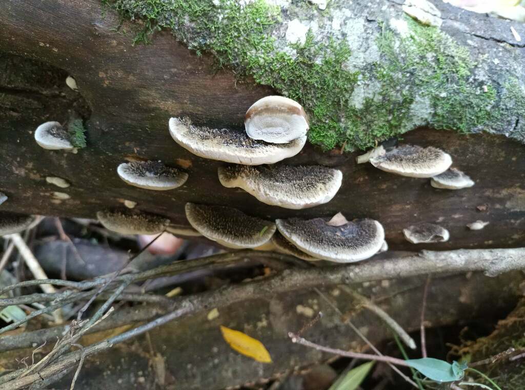 Hexagonia hydnoides · August 2021 · photo: © ronyristow (iNaturalist, cc-by)