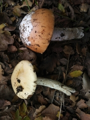 Amanita velosa