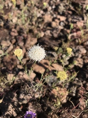 Chaenactis fremontii