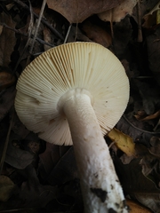 Amanita velosa