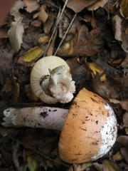 Amanita velosa