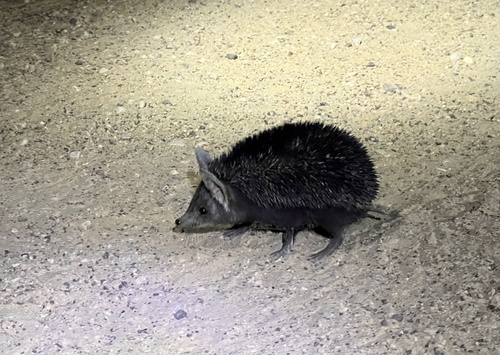 Indian Long-eared Hedgehog