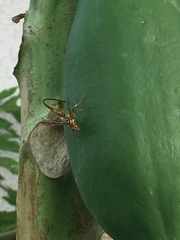 Toxotrypana curvicauda