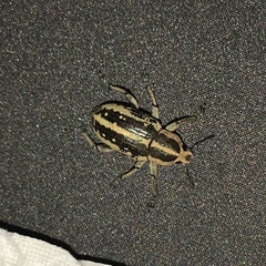 Eudiagogus rosenschoeldi