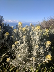 Castilleja hololeuca