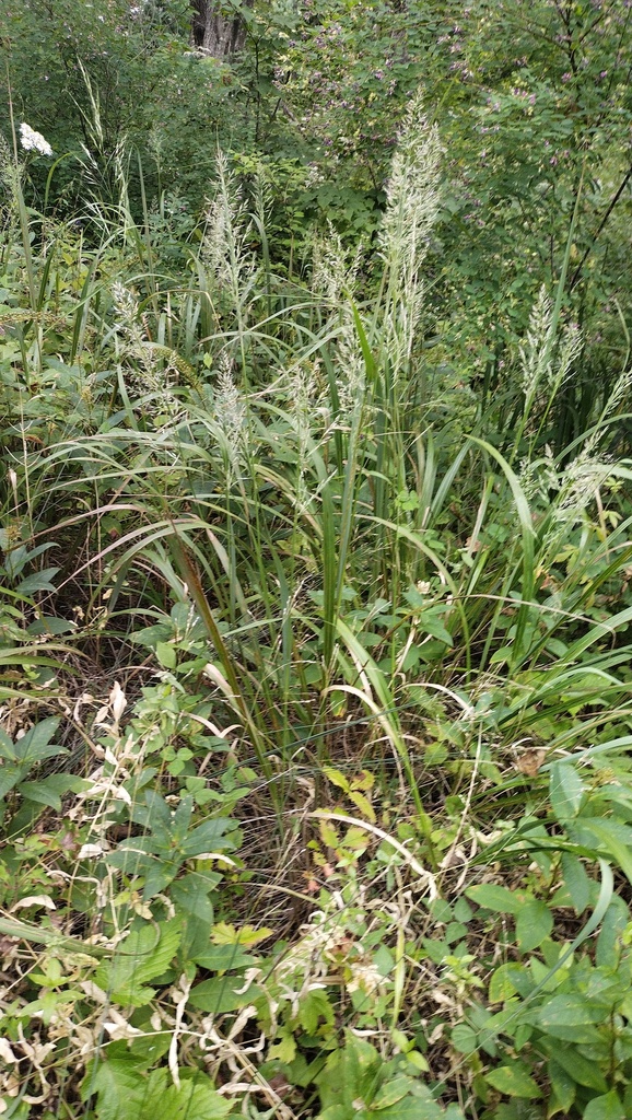 Korean feather-reed grass