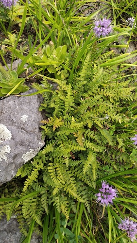 Korean woodsia (Woodsia subcordata)