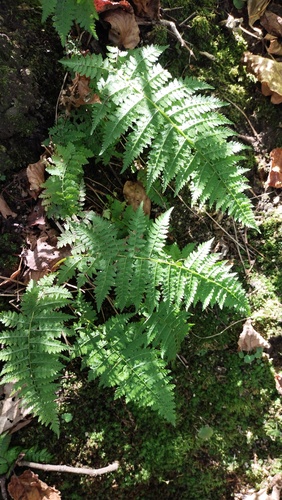 Athyrium yokoscense (Athyrium yokoscense)