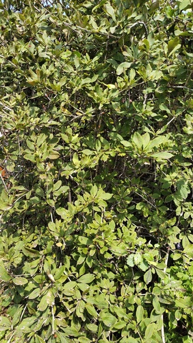 Amur barberry (Berberis amurensis)