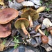 Cortinarius uliginosus - Photo (c) jamie8511, algunos derechos reservados (CC BY-NC), subido por jamie8511