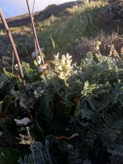 Astragalus miguelensis