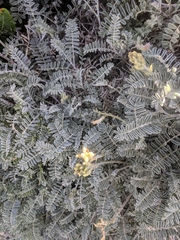 Astragalus miguelensis