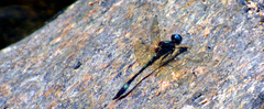 Macrothemis pseudimitans