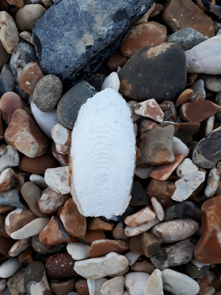European Common Cuttlefish in March 2019 by esthermapu. Cuttlebone or ...