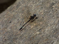 Macrothemis pseudimitans