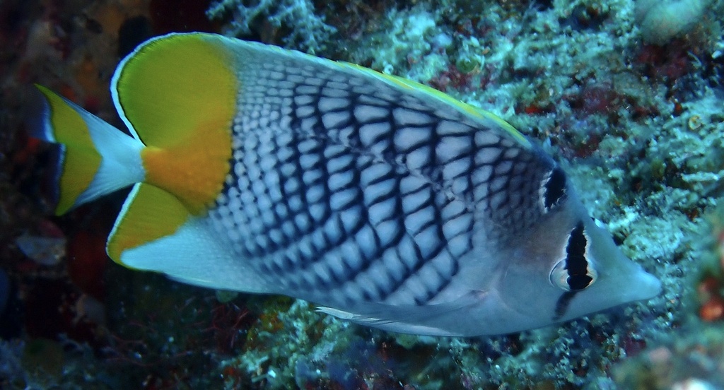 Cross-hatch Butterflyfish