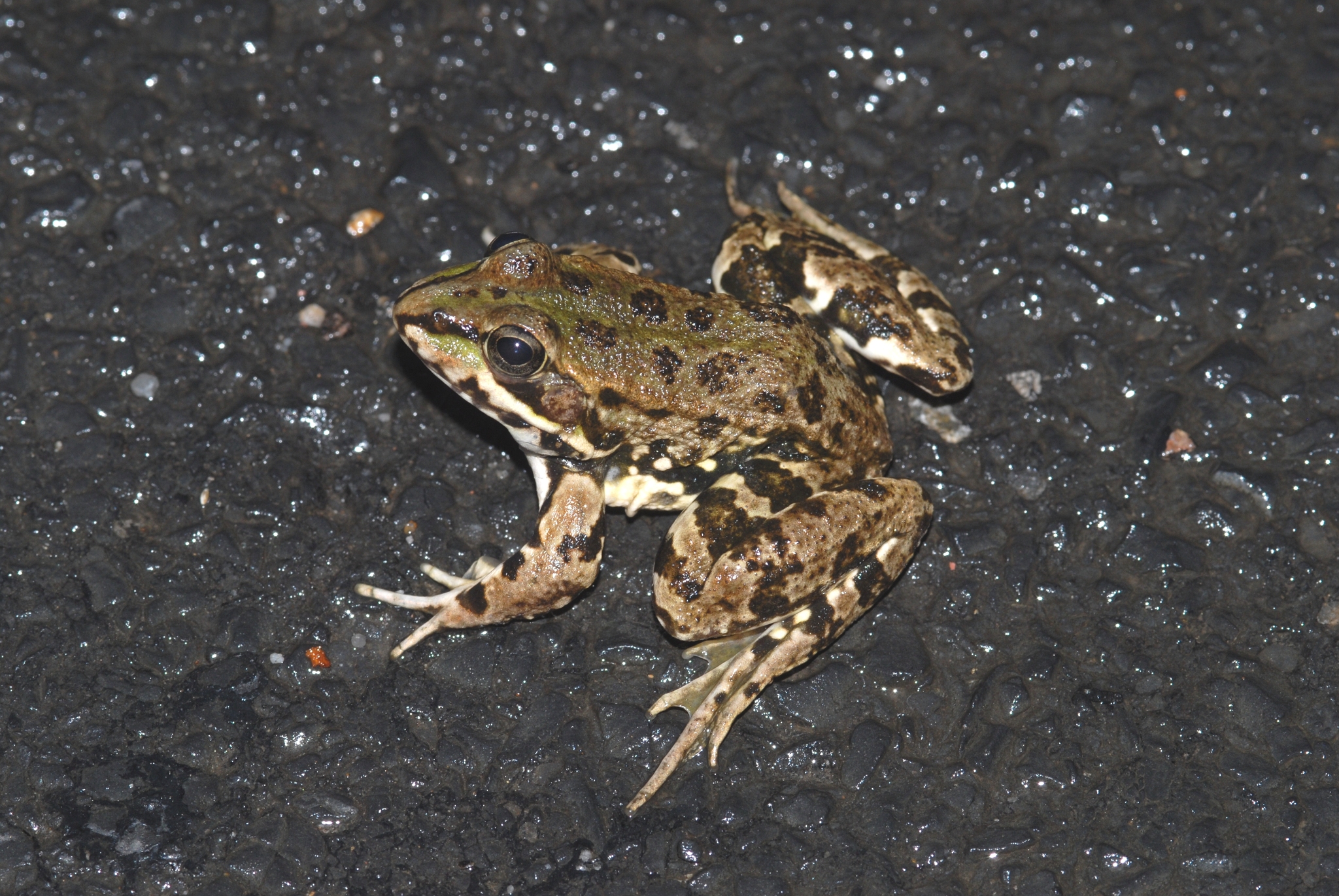 Grenouille de Pérez (adulte)