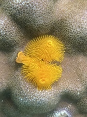 Spirobranchus corniculatus image