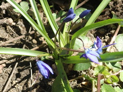 Scilla siberica