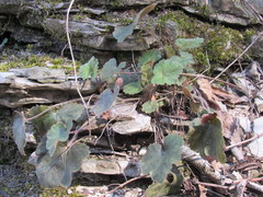 Heuchera missouriensis