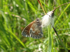 Coenonympha tullia