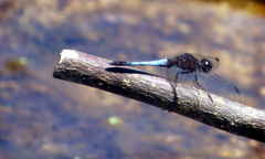 Erythrodiplax basifusca