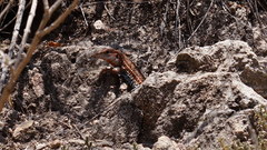 Aspidoscelis gularis colossus