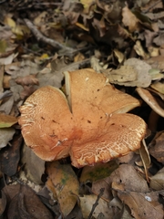 Fungi