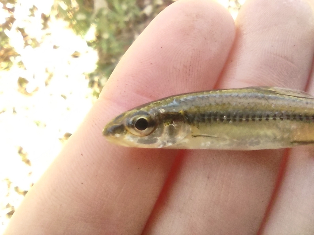 Bedrock Shiner