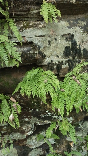Manchurian woodsia (Woodsia manchuriensis)