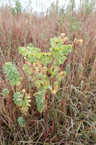 Euphorbia dumalis