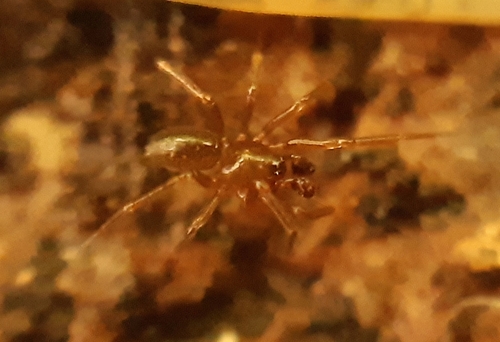 Centromerus acutidentatus