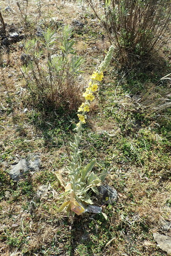 qetetina