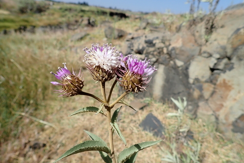 Baccharoides filigera