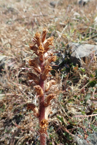 Common Broomrape