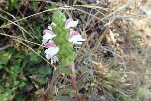 Mediterranean lineseed