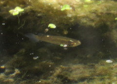 Fundulus dispar