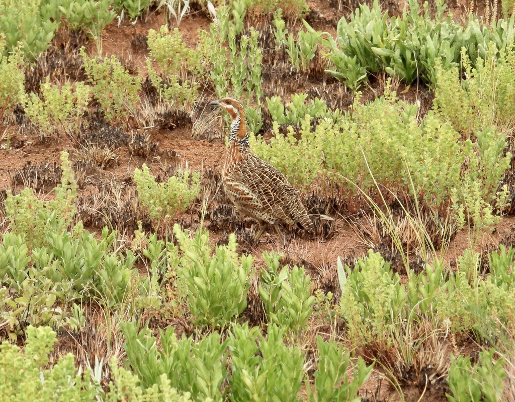 Red-winged Francolin from 8RMM+88P, Chelinda, Malawi on November 15 ...