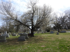 Pyrus calleryana
