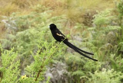 Montane Widowbird photo 5
