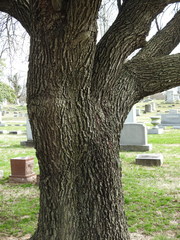 Pyrus calleryana