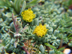 Senecio moqueguensis