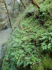 Polypodium glycyrrhiza