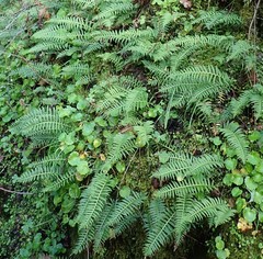 Polypodium glycyrrhiza