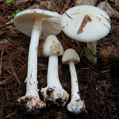 Amanita aestivalis