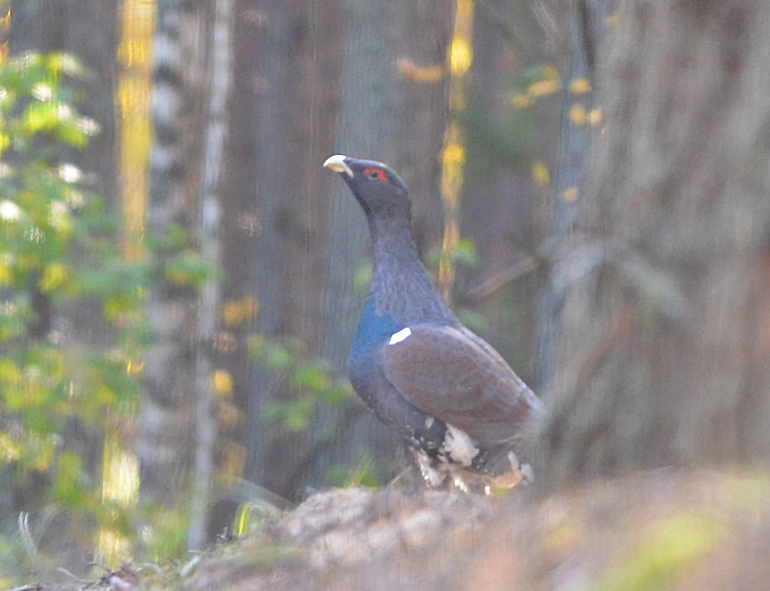 iNaturalist.org. О. Глушенков, Алатырский р-н Чувашия, сентябрь 2023