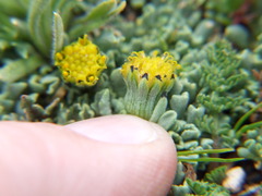 Senecio moqueguensis