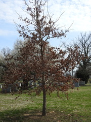 Quercus